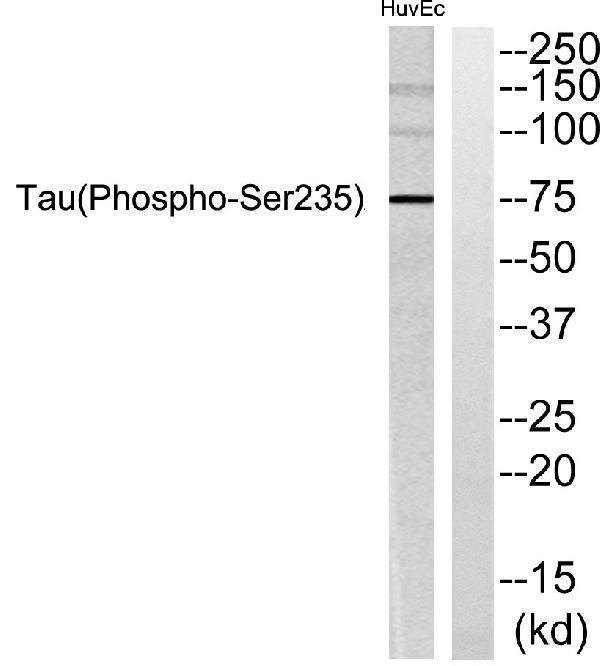a00097s235 mapt primary antibodies wb testing 1