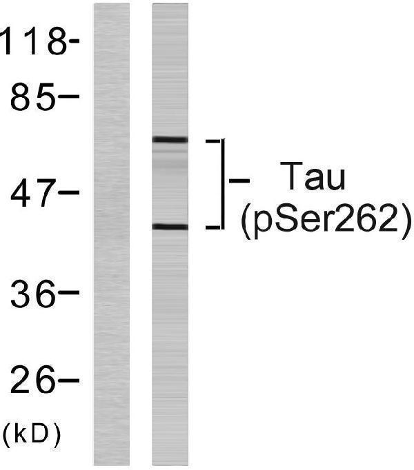 a00097s262 mapt primary antibodies wb testing 2