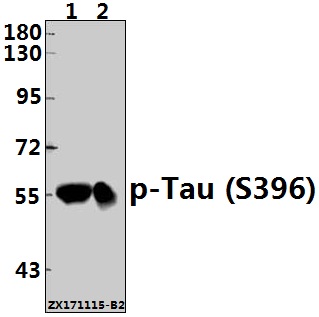 a00097s396 mapt primary antiboties wb testing 1