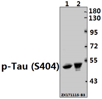a00097s404 mapt primary antiboties wb testing 1