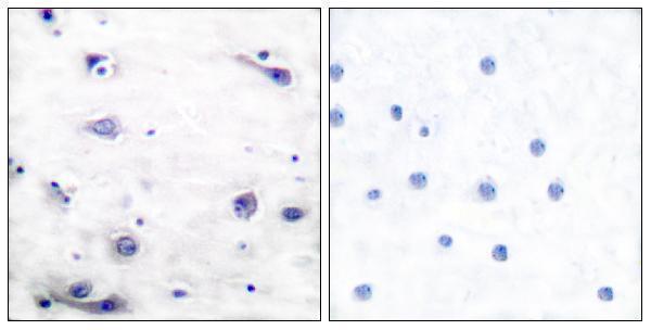 a00097s422 mapt primary antibodies ihc testing 1