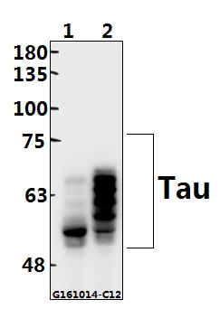 a00097s512 mapt primary antiboties wb testing 1