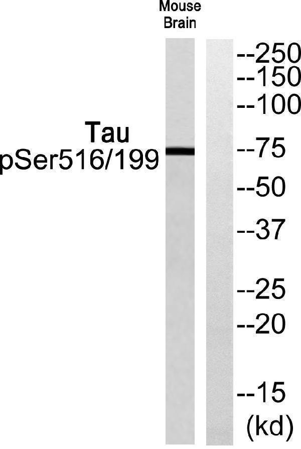 a00097s516 mapt primary antibodies wb testing 1
