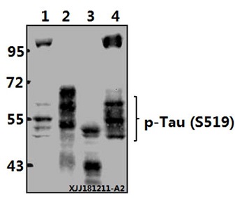 a00097s519 mapt primary antiboties wb testing 1