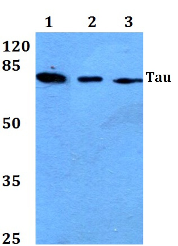 a00097t175 mapt primary antiboties wb testing 1