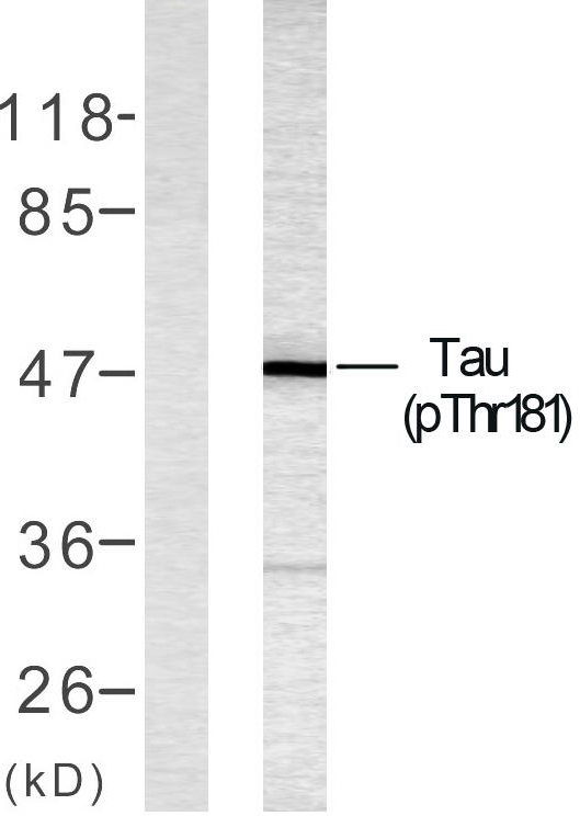 a00097t181 1 mapt primary antibodies wb testing 1