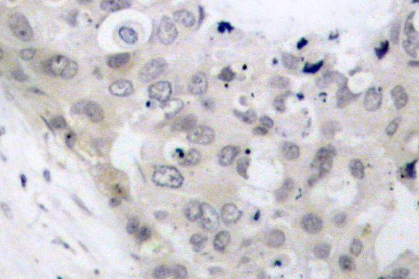 a00097t205 mapt primary antiboties ihc testing 2