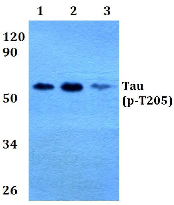 a00097t205 mapt primary antiboties wb testing 1