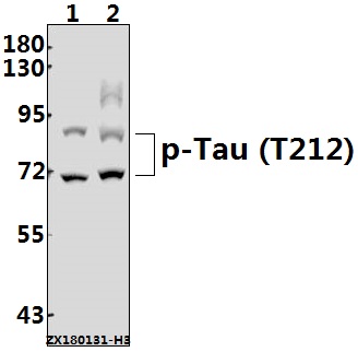 a00097t212 mapt primary antiboties wb testing 1