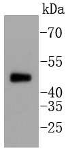 a00097t231 1 mapt primary antiboties wb testing 1