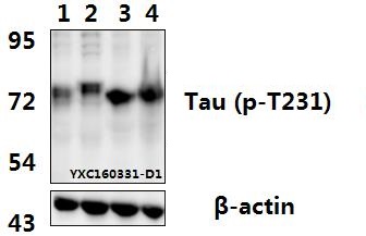 a00097t231 mapt primary antiboties wb testing 1