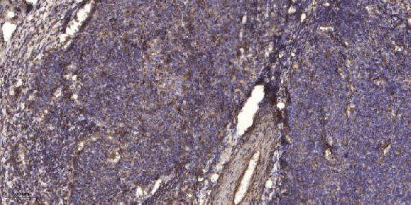 a00097t534 1 mapt primary antibodies ihc testing 1