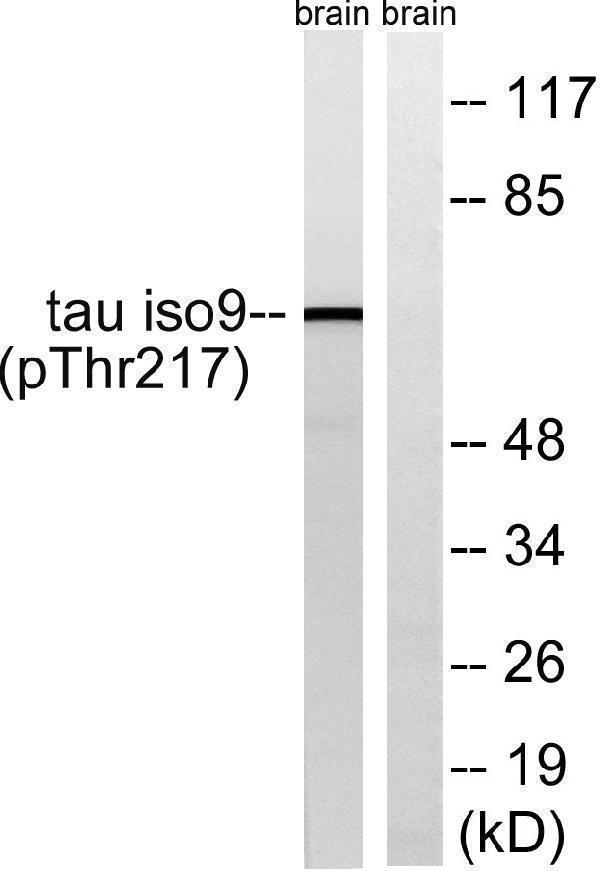 a00097t534 1 mapt primary antibodies wb testing 2