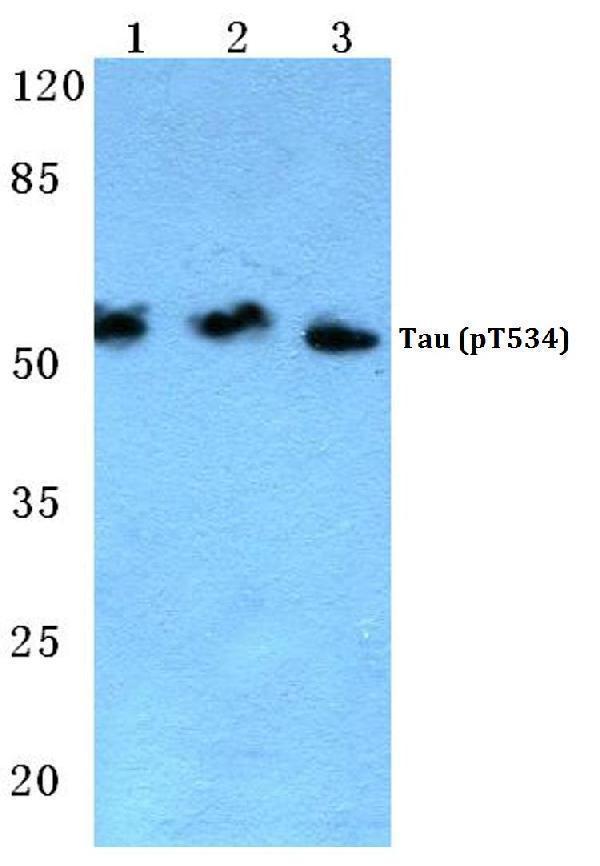 a00097t534 mapt primary antiboties wb testing 1