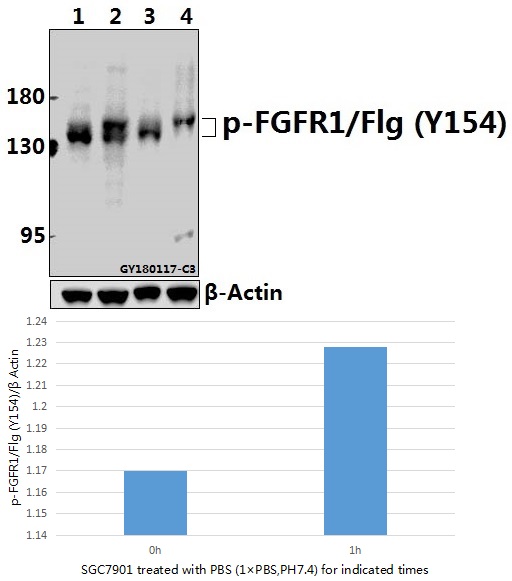 a00098y154 fgfr1 primary antiboties wb testing 1