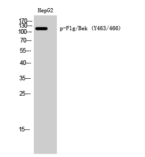 a00098y463 fgfr1 primary antibodies wb testing 1