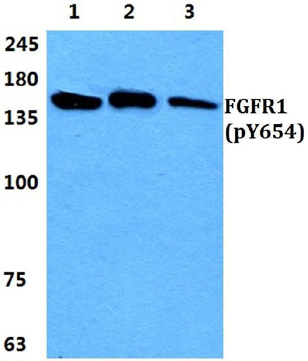 a00098y654 fgfr1 primary antiboties wb testing 1