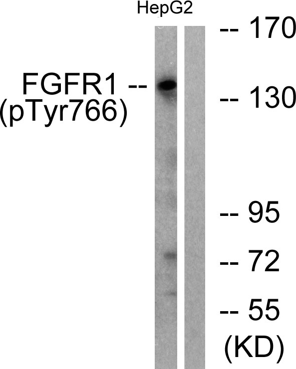 a00098y766 1 fgfr1 primary antibodies wb testing 2