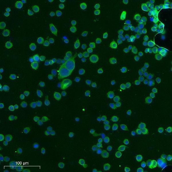 a00099 1 nras primary antibodies if testing 5
