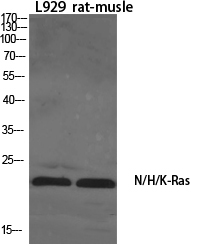 a00099 1 nras primary antibodies wb testing 2