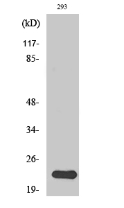 a00099 1 nras primary antibodies wb testing 3