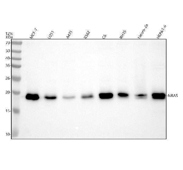 Western blot analysis of NRAS using anti-NRAS antibody (A00099-3)