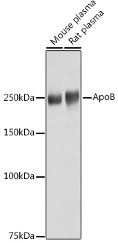 Western blot analysis of extracts of various cell lines, using ApoB antibody  at 1:1000 dilution