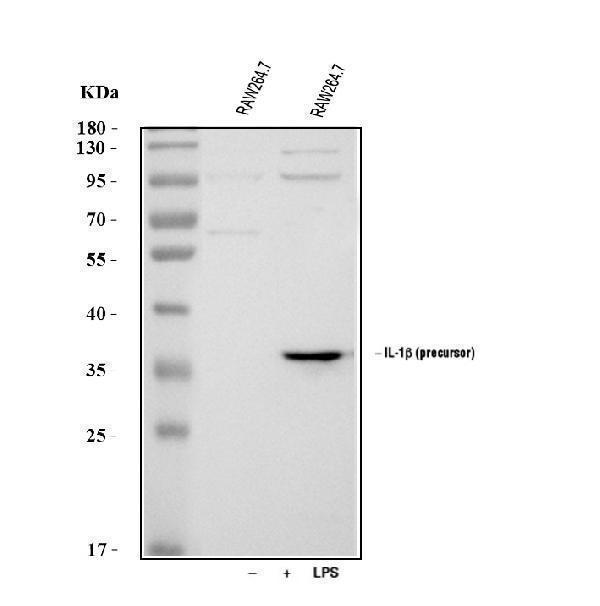  Western blot analysis of IL1 beta using anti-IL1 beta antibody (A00101-1)