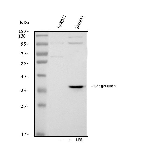 Western blot analysis of IL1 beta using anti-IL1 beta antibody (A00101-1).