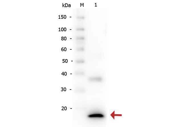 Western Blot of Rabbit anti-Human IL-1ß antibody