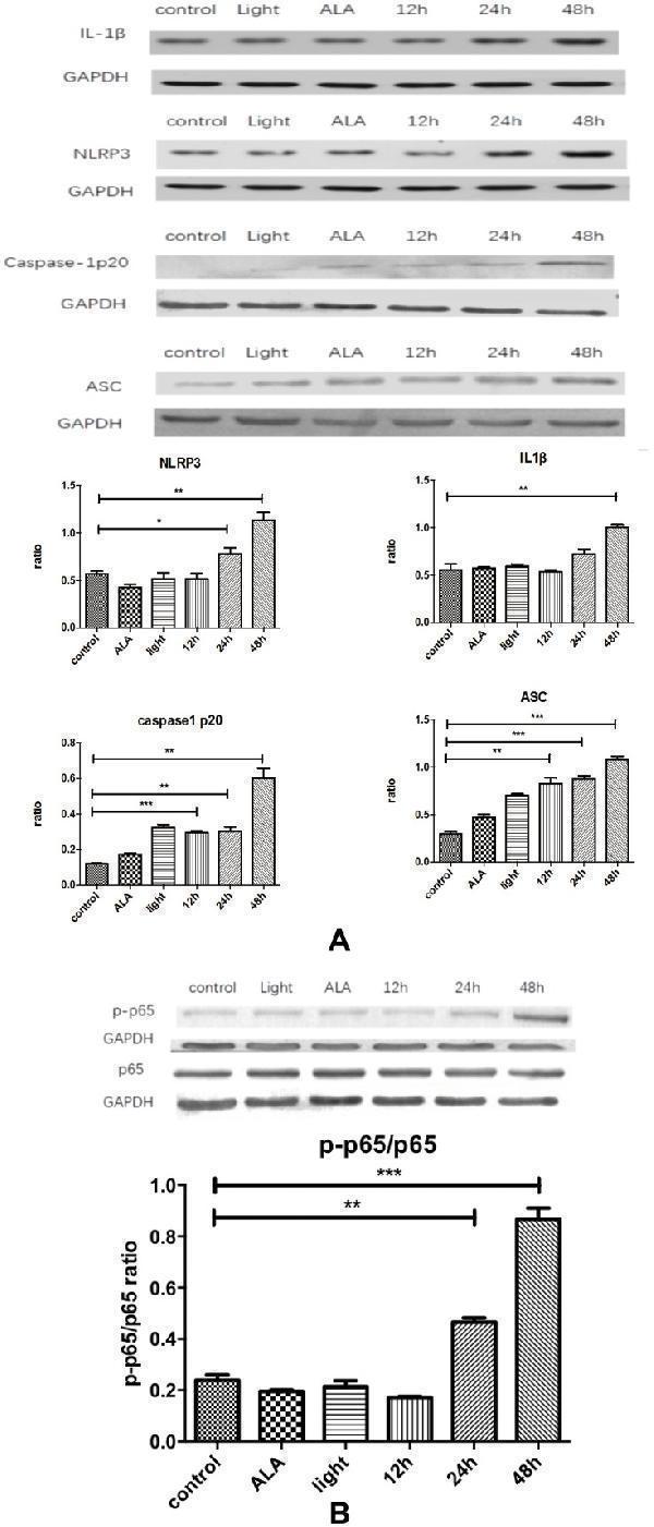 a00101 3 cmar 11 10257 g0004