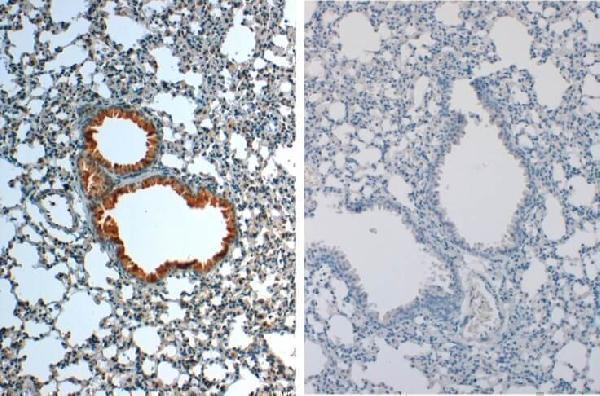 Immunohistochemistry of Rabbit anti-IL1Beta Antibody in Mouse Embryonic Kidney Tissue: Mouse Embryonic Kidney  Fixation: FFPE buffered formalin 10% conc Ag Retrieval: Heat, Citrate pH 6
