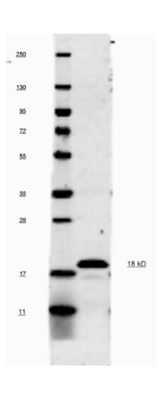 This antibody will recognize 10% of the non-denatured (native) precursor 31,000 MW mouse IL-1ß containing samples but will primarily detect all of the 17,000 MW mature molecule