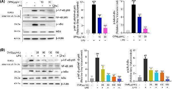 Effects of OPN and OVE on activation of NF-ĸB pathways in LPS-stimulated RAW264