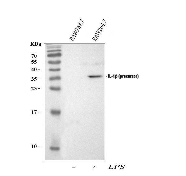  Western blot analysis of IL-1 Beta/Il1b using anti-IL-1 Beta/Il1b antibody (A00101-4)