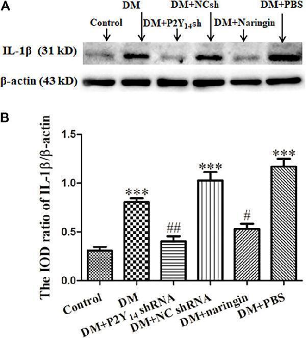 The effects of P2Y 14 shRNA and naringin on the expression of IL-1β in the SCG of type 2 diabetic rats