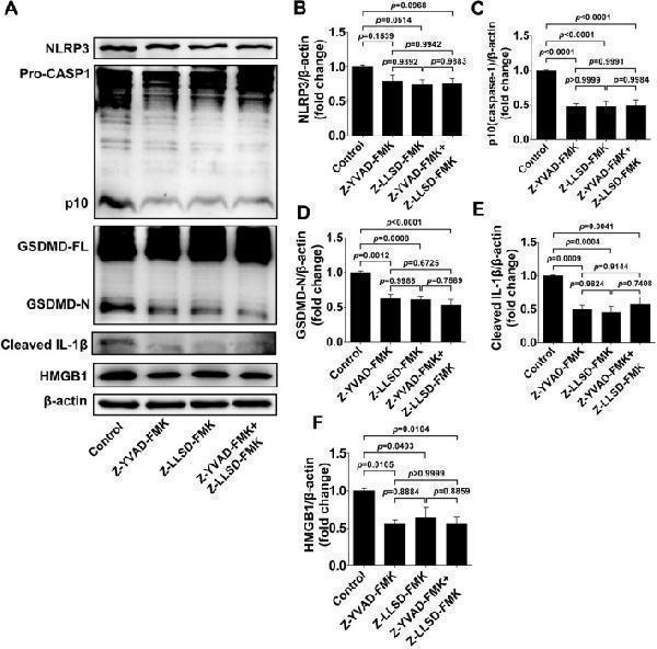 Inhibition of GSDMD activation suppressed the expression of pyroptosis pathway-related proteins in ApoE −/− mice