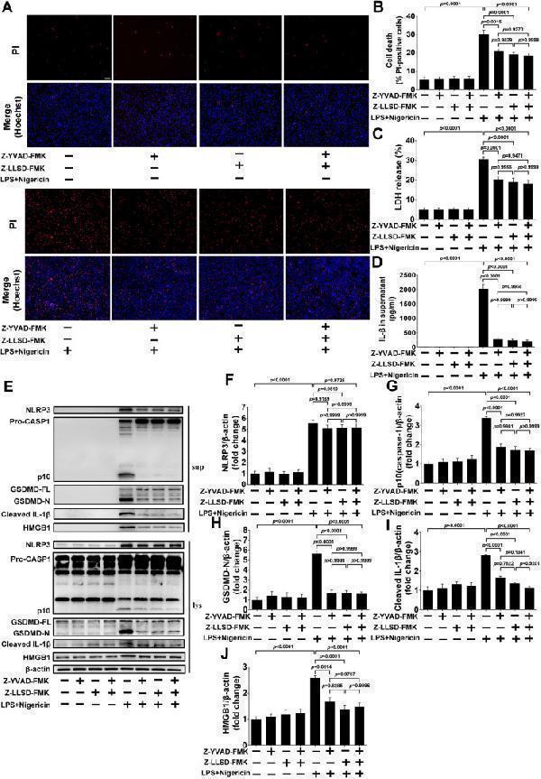 Z-LLSD-FMK or Z-YVAD-FMK inhibited GSDMD activation or pyroptosis induced by LPS + nigericin in BMDMs