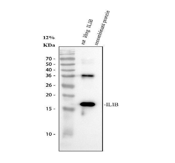 a00101 il1b primary antibodies wb testing 1