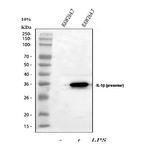 a00101 il1b primary antibodies wb testing 2