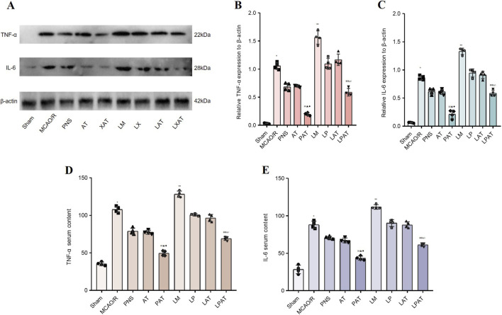 The AT–PNS Combination Attenuates Local and Systemic Inflammation