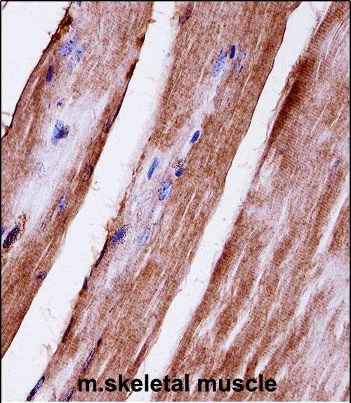 Mouse Mapk3 Antibody (C-term) (A00104) immunohistochemistry analysis in formalin fixed and paraffin embedded mouse skeletal muscle followed by peroxidase conjugation of the secondary antibody and DAB staining