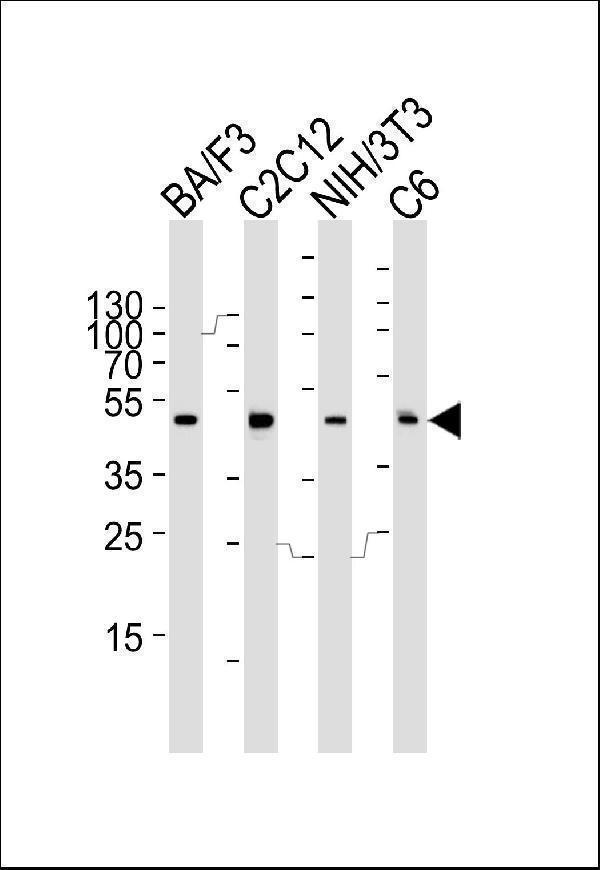 Western blot analysis of lysates from mouse BA/F3, C2C12, NIH/3T3 and rat C6 cell line (from left to right), using Mouse Mapk3 Antibody (C-term)