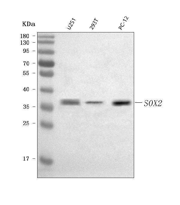  Western blot analysis of SOX2 using anti-SOX2 antibody (A00105-1)