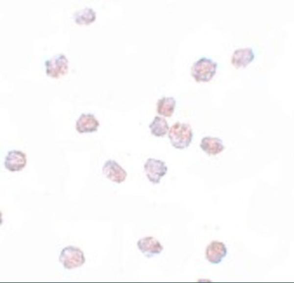 Immunocytochemistry of SOX2 in 3T3 cells with SOX2 antibody at 5 μg/mL