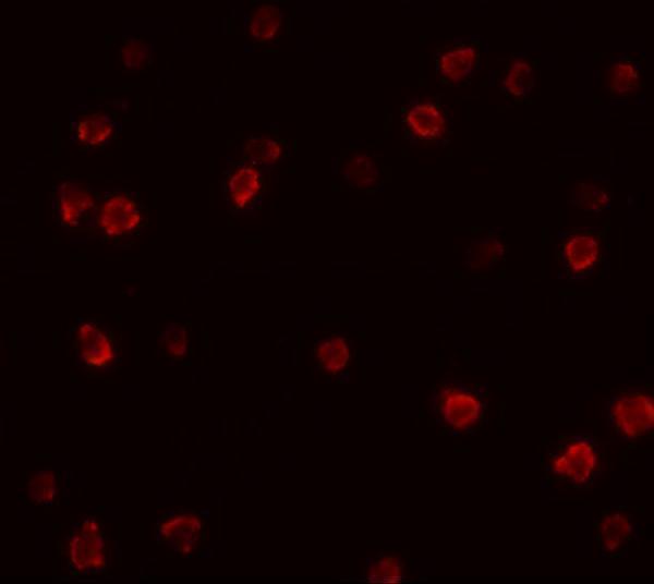 Immunofluorescence of SOX2 in 3T3 cells with SOX2 antibody at 20 μg/mL
