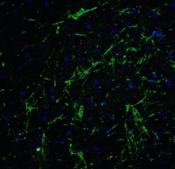 a00105 sox2 primary antibodies if testing 5