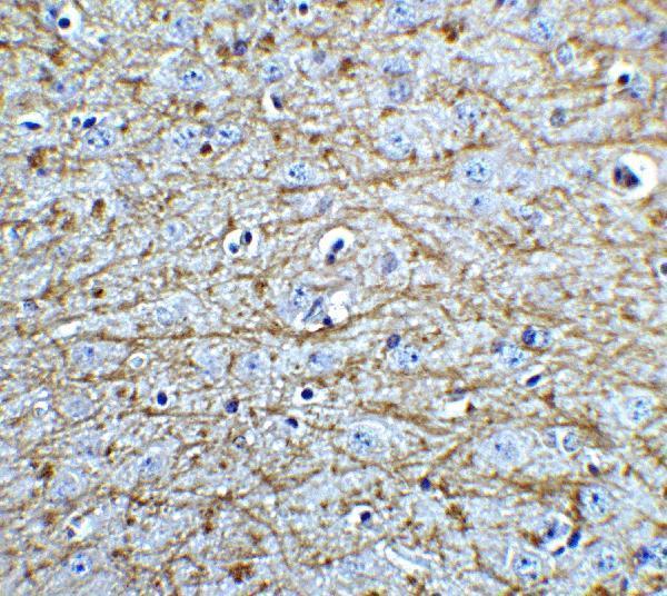 a00105 sox2 primary antibodies ihc testing 4