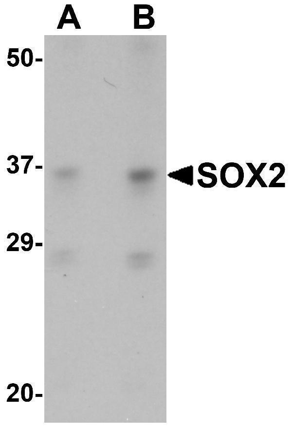 Western blot analysis of SOX2 in 3T3 cell lysate with SOX2 antibody at (A) 1 and (B) 2 μg/mL