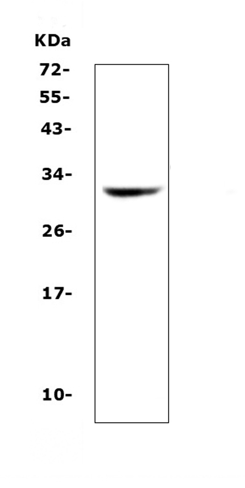 a00106 1 hla dqb1 primary antibodies wb testing 1